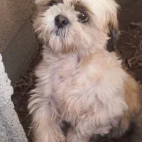 سگ پا کوتاه|سگ|هشتگرد, فشند|دیوار