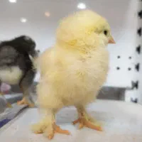 فروش جوجه برهما اصل رومانی|حیوانات مزرعه|قم, حنیف نژاد|دیوار