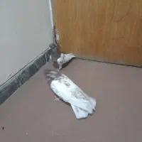 نر و ماده کله سرخ  و شوسیا