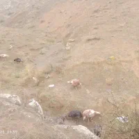 طبیعی طبیعی|حیوانات مزرعه|پارس‌آباد, |دیوار