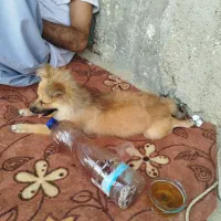 سگ پا کوتاه خانگی|سگ|ایرانشهر, |دیوار