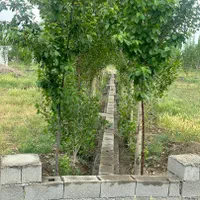 زمین شهرکی|فروش زمین و ملک کلنگی|تهران, شهرک ولیعصر جنوبی|دیوار