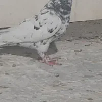 هفت رنگ کاکلی