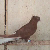سرخ دم سفید نر جوان و مست|پرنده|اهواز, شهرک دانشگاه|دیوار