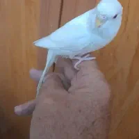 طوطی عروس و مرغ عشق سخنگو و رام دستی|پرنده|رشت, یخسازی|دیوار