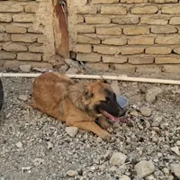 سگ نگهبان|سگ|قرچک, |دیوار