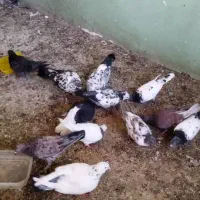 کبوتر پرشی سرحال