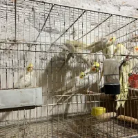 عروس هلندی بالغ و مولد و مرغ عشق