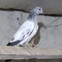 جوجه پاکستانی ناجلد