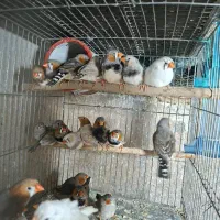 فنچ کینگ اروپایی