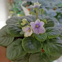 فروش بنفشه آفریقایی|گل و گیاه طبیعی|مشگین شهر, |دیوار