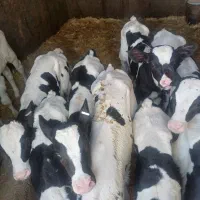 گاو گوساله تلیسه|حیوانات مزرعه|اصفهان, گرکان|دیوار