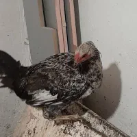 جوجه خروس|حیوانات مزرعه|سنگر, |دیوار