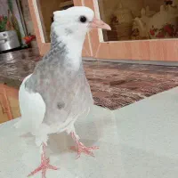 طوقی نوچه40روزه