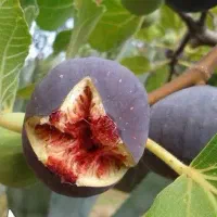 پیش‌فروش نهال انجیر یزدی لیبل دار|خدمات باغبانی و درختکاری|قاهان, |دیوار