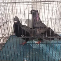 کفتر مسافتی و پرشی