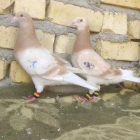 جفت کرم زرد قابل ارسال به همه نقاط..