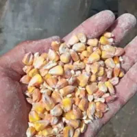 جو وارداتی دامی|عمده‌فروشی|شیروان (خراسان), |دیوار