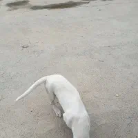 توله شکاری|سگ|صومعه‌سرا, |دیوار