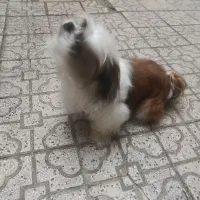 سگ شیتزوتری نر