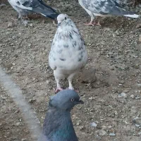 نر هفت رنگ|پرنده|هیرمند, |دیوار