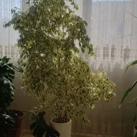 فروش گل|گل و گیاه طبیعی|اصفهان, ملکشهر|دیوار