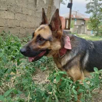 سگ ژرمن ورک چک