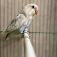 طوطی برزیلی