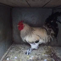 خروس|حیوانات مزرعه|سلفچگان, |دیوار