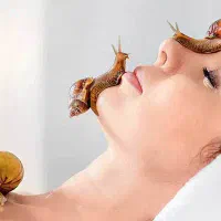 حلزون بالغ و مولد آچاتینا|خزنده|کرج, خرمدشت|دیوار