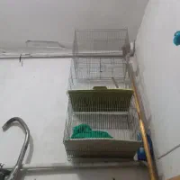 قفس .پرنده
