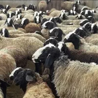 مجـ.ـموعـه دامـ.ـپروری گوسفند dsere قوچ شهر شـال|حراج|فرخ‌شهر, |دیوار