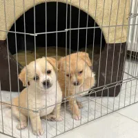 سگ کوچک آپارتمانی|سگ|اصفهان, هزارجریب|دیوار