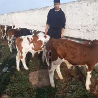 گوساله درجه یک موجود|حیوانات مزرعه|سیجوال, |دیوار