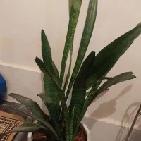 گلدون سانسوریا