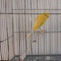 قناری رسمی بلند