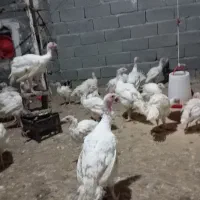 جوجه بوقلمون|حیوانات مزرعه|میاندوآب, |دیوار