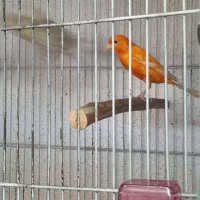 فروش یک جفت قناری  همراه با قفس