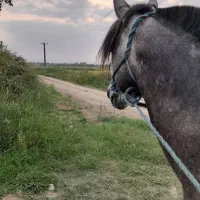 اسب کت وکلفت|اسب و تجهیزات اسبسواری|لاهیجان, حزین|دیوار