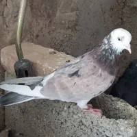 کبوتر
