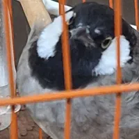 فنچ|پرنده|بوشهر, |دیوار