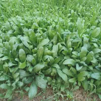 خزانه‌شب‌بوموجودهست