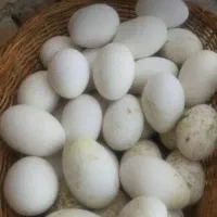 تخم غاز