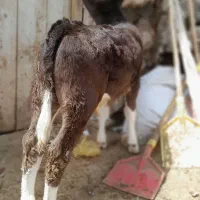 گاو‌ هلشتاین‌. شیری وگوساله نر