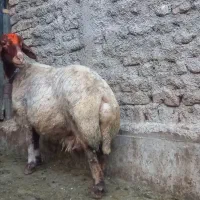 میش‌وبره