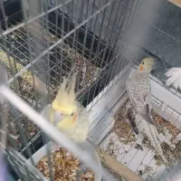 واگذاری عروس هلندی و قناری|پرنده|بم, |دیوار