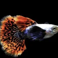 ماهیان گوپی مولی سواتر بهترین نژاد ها|ماهی|مشهد, استاد یوسفی (شهرک غرب)|دیوار