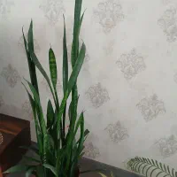 گل وگلدان|گل و گیاه طبیعی|اردبیل, |دیوار