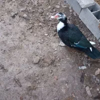 بوقلمون نر.مرغ‌محلی.اوردک‌خارجی