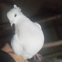 کفتریا کبوتر